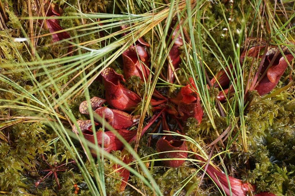 Pinhook Bog | 945 N Wozniak Rd, La Porte, IN 46350, USA | Phone: (219) 395-1882