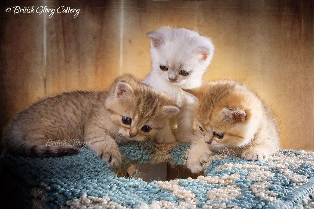 British Glory Cattery | 13907 Fair Glade Ct, Cypress, TX 77429, USA | Phone: (215) 966-9718