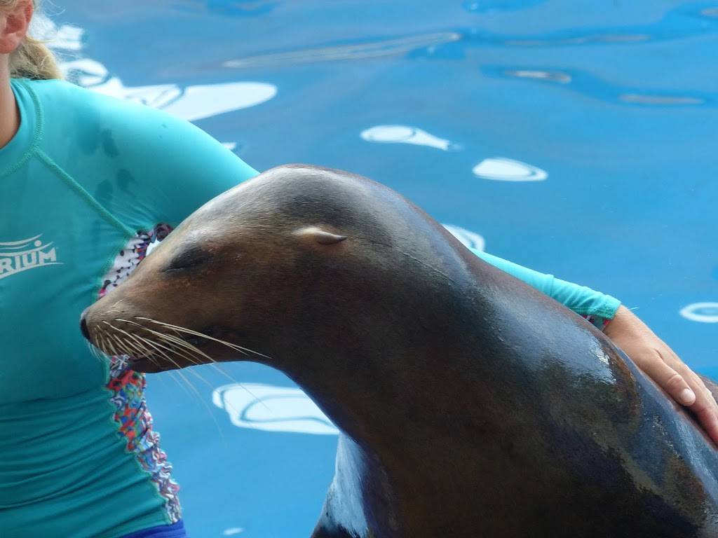 Golden Dome Sea Lion Show | Unnamed Road, Key Biscayne, FL 33149, USA