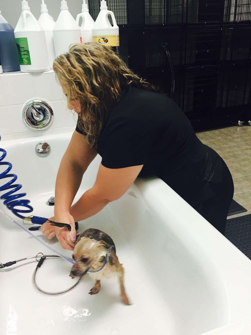 Barkingdales Pet Salon | 2905 Canoe Creek Rd, St Cloud, FL 34772, USA | Phone: (407) 593-6958 Barkingdales Pet Salon | 2905 Canoe Creek Rd, St Cloud, FL 34772, USA | Phone: (407) 593-6958