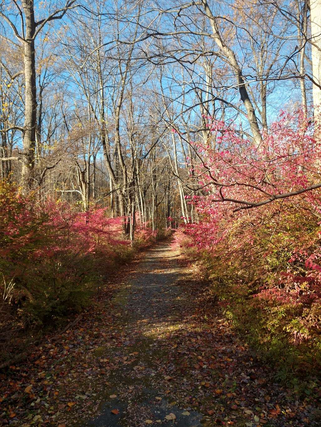 Colemans Hollow | Randolph, NJ 07869, USA