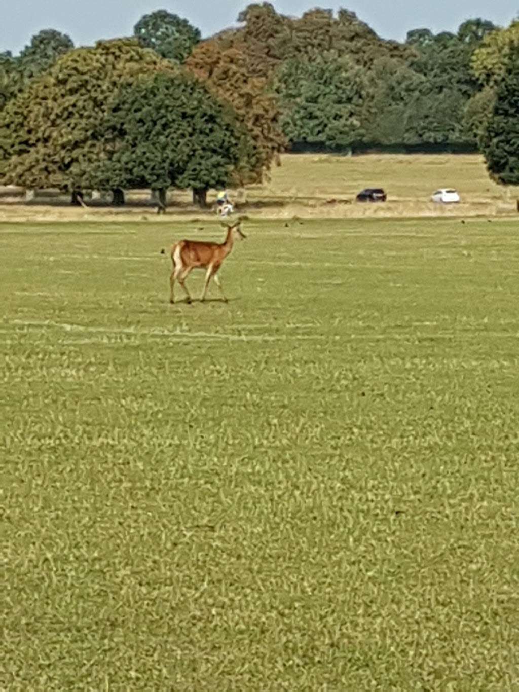 Richmond Park Flying Field | Richmond TW10 5HR, UK