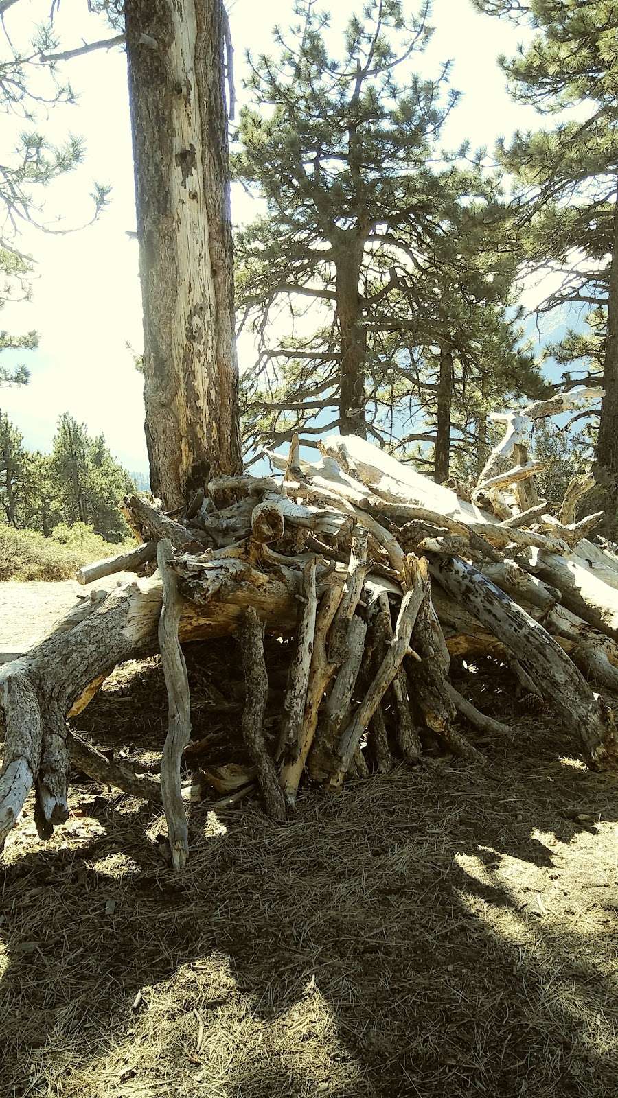 Pacific Crest Trail Blue Ridge | Valyermo, CA 93563, USA