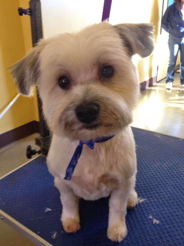 Groomers Lounge & More | 7720 Brentwood Blvd, Brentwood, CA 94513, USA | Phone: (925) 240-0676