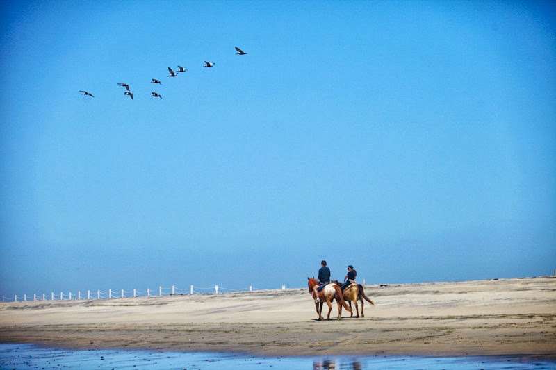 San Diego Beach Rides, Horse Rentals & Wagon Rides | 2606 Hollister St, San Diego, CA 92154, USA | Phone: (619) 947-3152