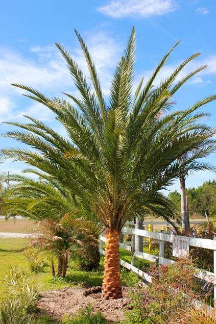 Palm Gardens Nursery | 4761 Judge Rd, Orlando, FL 32812, USA | Phone: (407) 851-6630