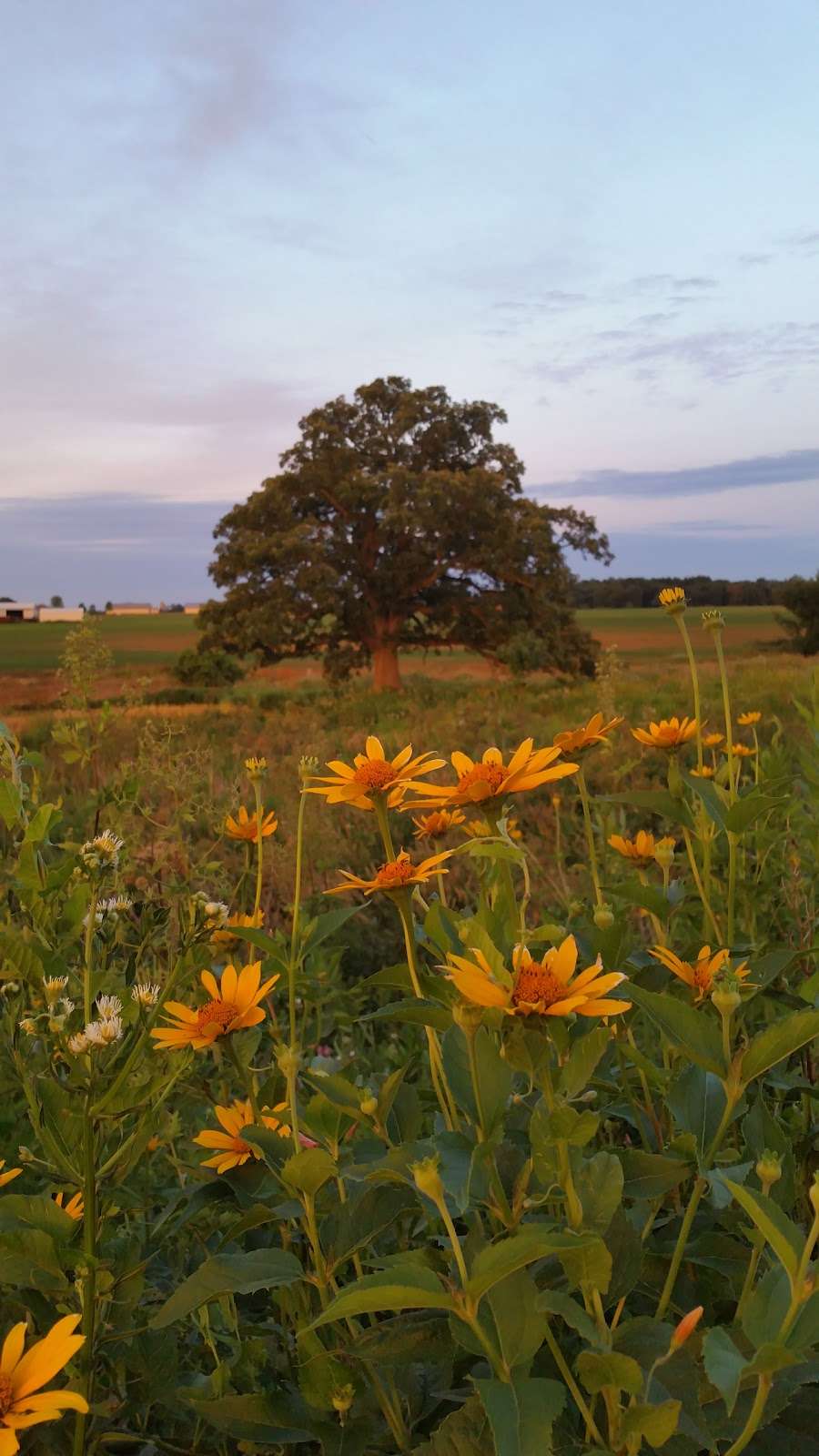 Prairie Oaks Forest Preserve | 7535 Cherry Valley Rd, Kingston, IL 60145, USA