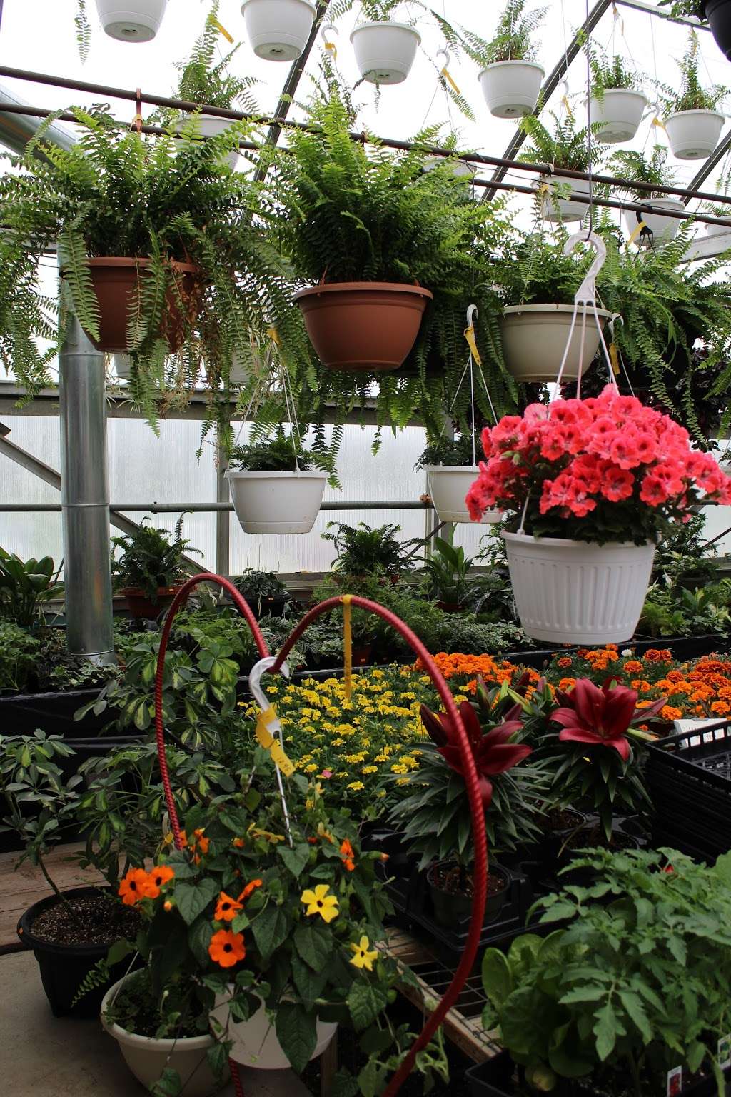 Cinder Road Greenhouse | 153 Cinder Rd, New Providence, PA 17560, USA | Phone: (717) 786-2394