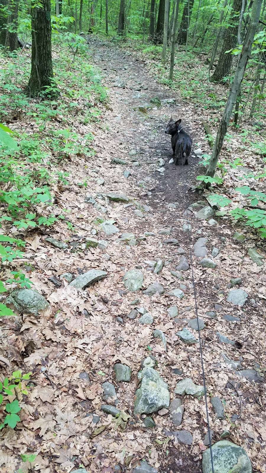 Appalachian Trail - Wolf Rocks | Valley View Dr, Bangor, PA 18013