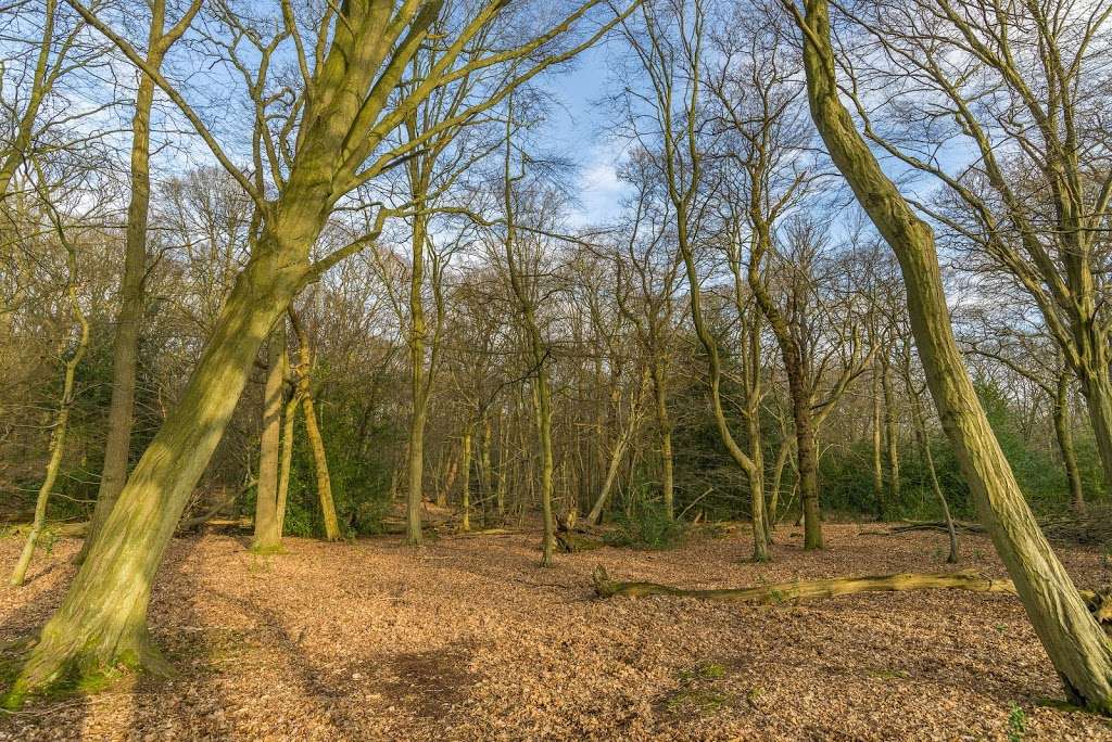 Bencroft Wood Nature Reserve | Broxbourne SG13 8PA, UK