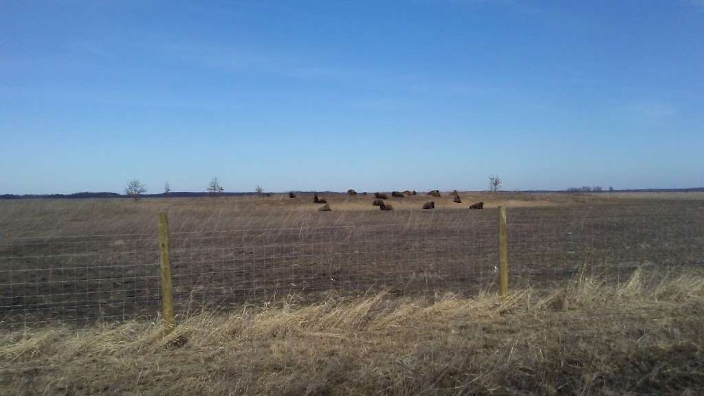 Kankakee Sands Bison Viewing | 3294 US-41, Morocco, IN 47963, USA | Phone: (219) 285-2184