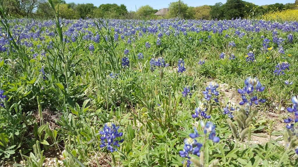 Menoo Woods | Unnamed Road, Schertz, TX 78154, USA