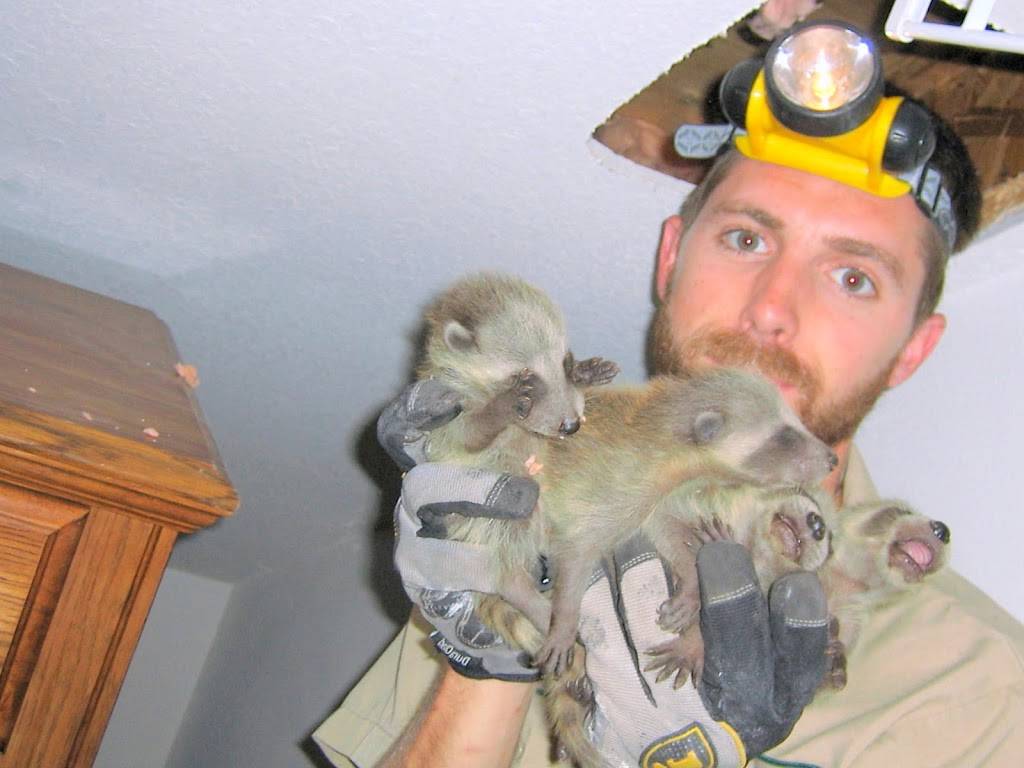 Humane Raccoon Removal Miami | 3425 NW 112th St, Miami, FL 33167, USA | Phone: (786) 522-1255