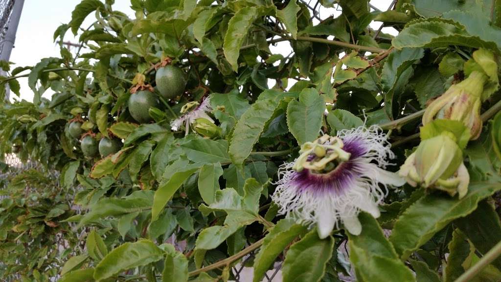 Mosaic Community Garden of Chula Vista | 960 5th Ave, Chula Vista, CA 91911, USA | Phone: (619) 457-1299