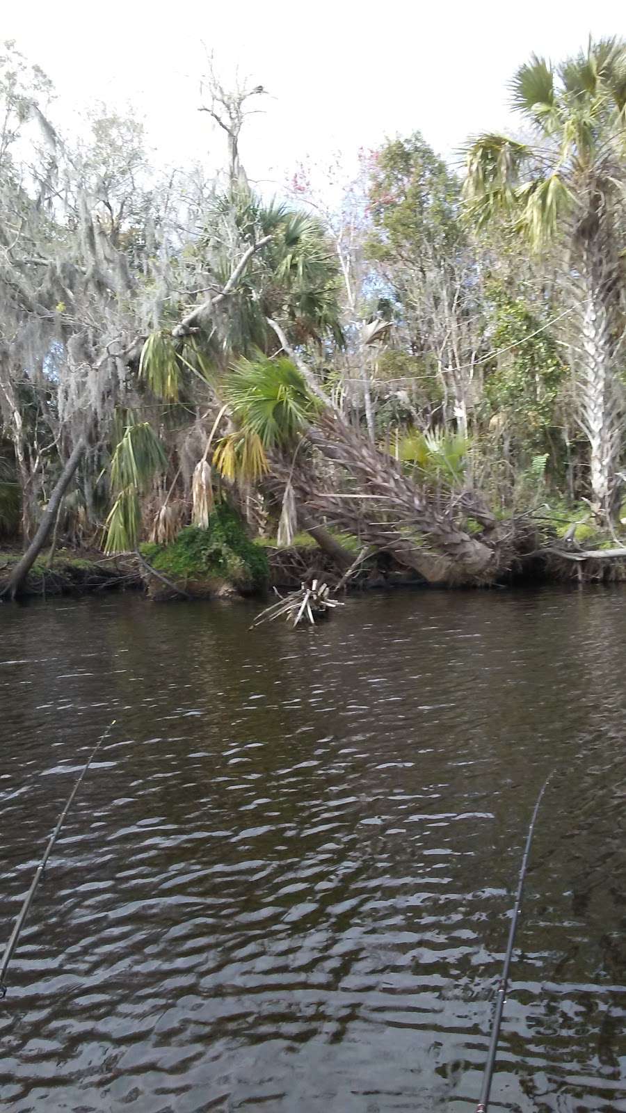 Black Bear Wilderness Area | 5301 Michigan Ave, Sanford, FL 32771, USA | Phone: (407) 665-0000