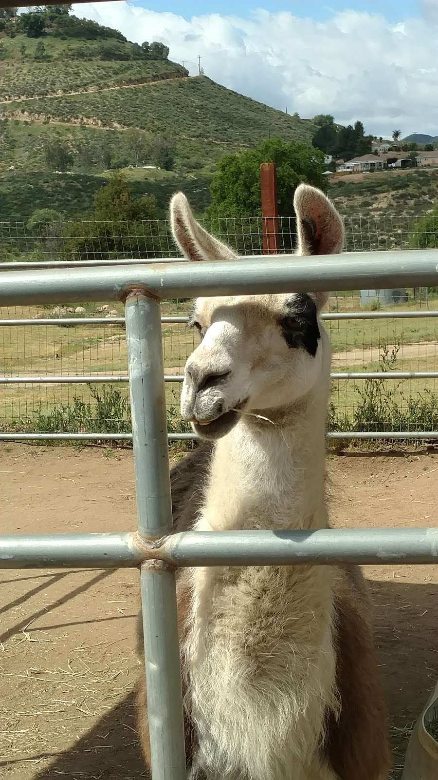 SweetWater Farms Petting Zoo and Pony Rides | 27825 California Ave, Winchester, CA 92596, USA | Phone: (909) 226-9829