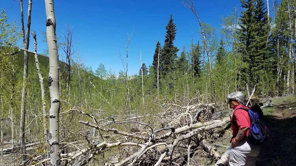 Long Gulch Trailhead | Forest Rd 817, Jefferson, CO 80456, USA