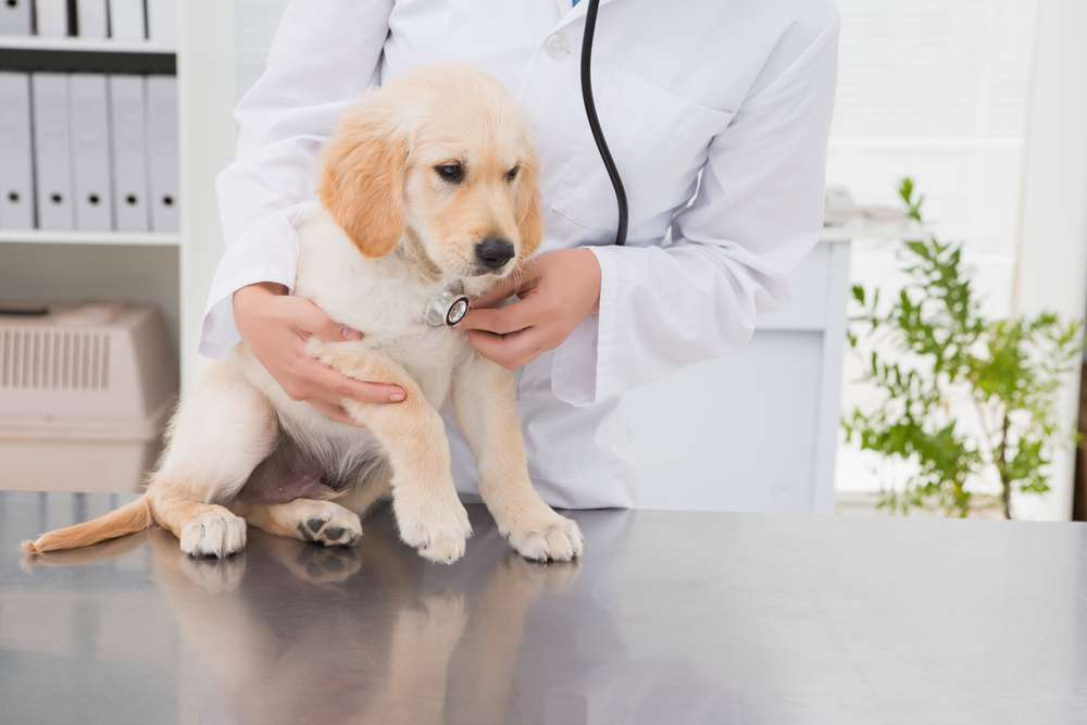 Smyrna Veterinary Hospital | 1147 N Dixie Fwy, New Smyrna Beach, FL 32168, USA | Phone: (386) 427-3431