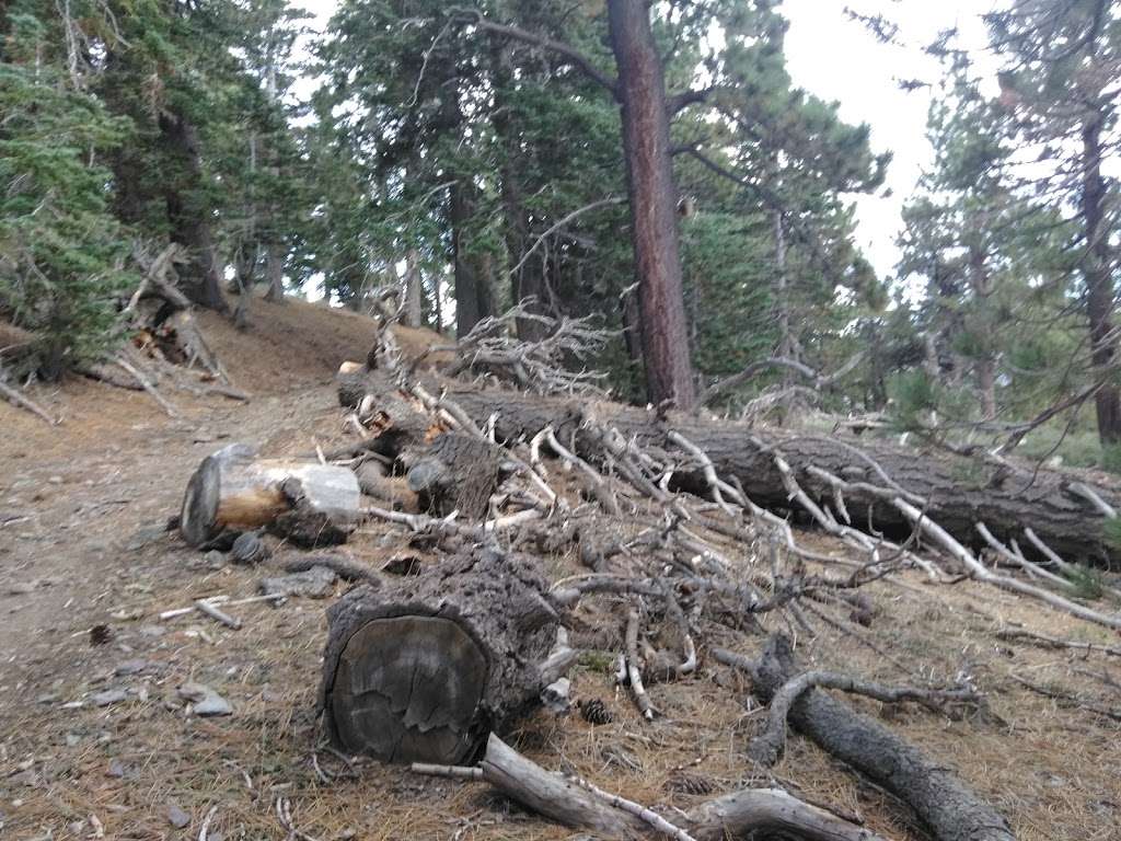 North Backbone Trail Head | Blue Ridge Truck Trail, Lytle Creek, CA 92358