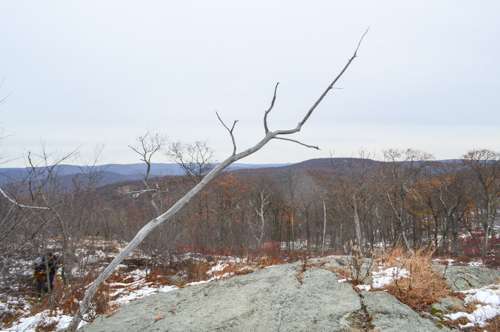 Russian Bear | Suffern, NY 10901, USA