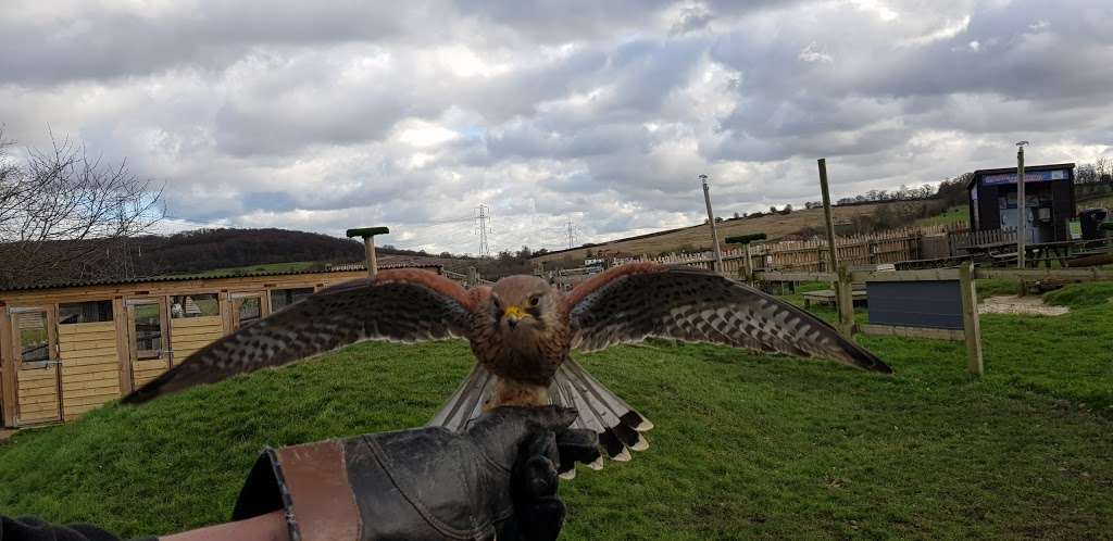 Coda Falconry | Lee Valley Park Farm, Stubbins Hall Lane, Waltham Abbey EN9 2EF, UK | Phone: 07710 969930