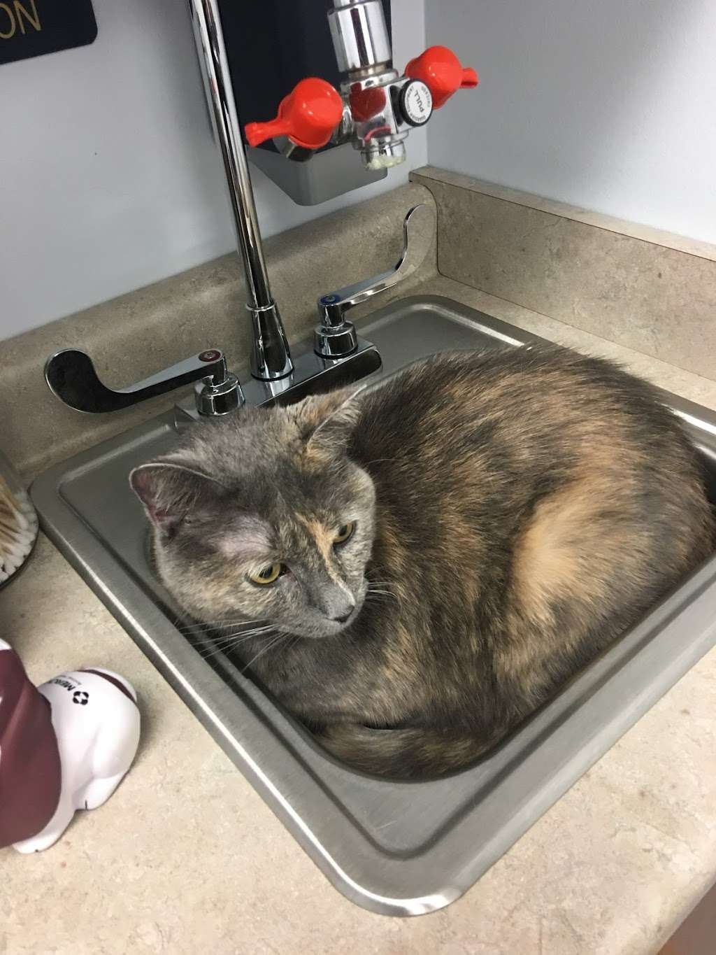 Arlington Heights Veterinary Hospital - South | 4019 S Old State Rd 37, Bloomington, IN 47401, USA | Phone: (812) 822-3774