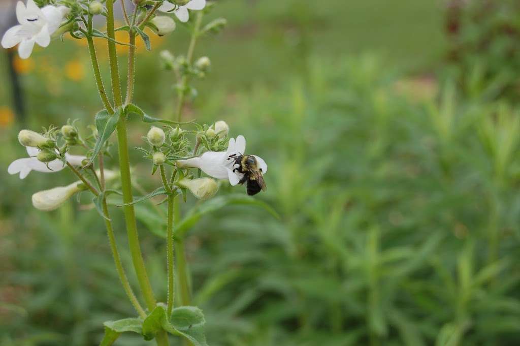 Cloverleaf Native Plant Demo Garden | Cloverleaf Ct, Ashburn, VA 20148, USA