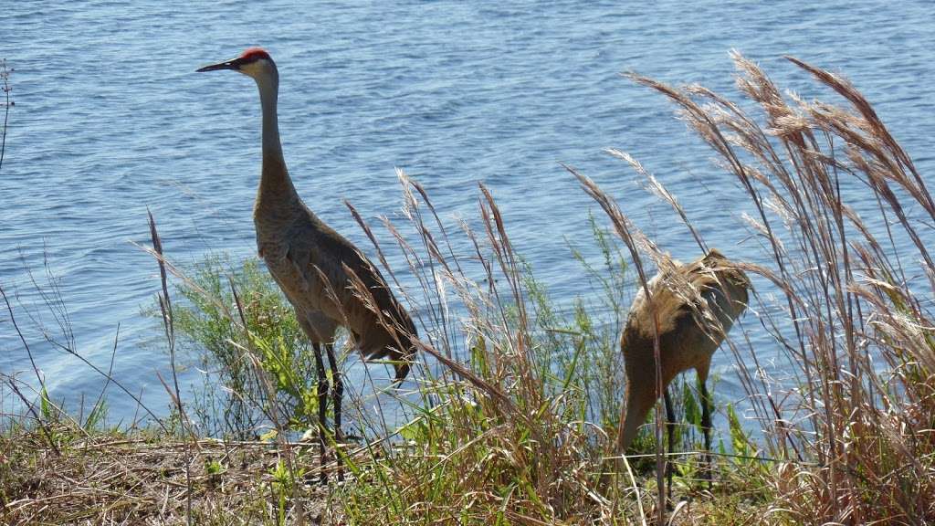 Pine Glades Natural Area | 14122 W Indiantown Rd, Jupiter, FL 33478, USA | Phone: (561) 233-2400