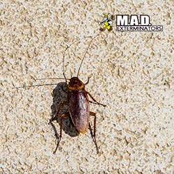 M.A.D. Exterminators Inc. | 78 S Trooper Rd, Norristown, PA 19403, USA | Phone: (610) 539-3180