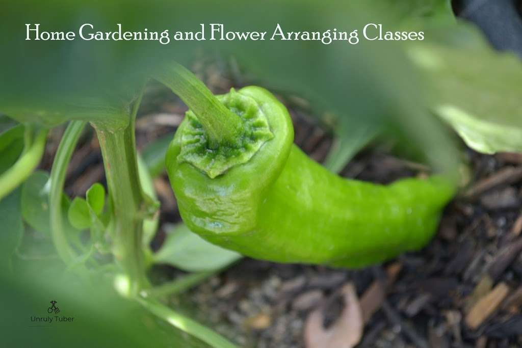 unruly tuber home gardening classes | 17200 High Country Cir, Perris, CA 92570, USA | Phone: (951) 852-5032
