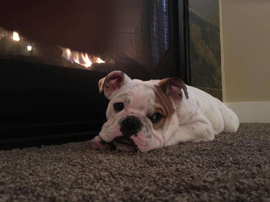 Bulldog Carpet Cleaning | 6398 Pumpkin Ridge Dr, Windsor, CO 80550, USA | Phone: (970) 222-8198