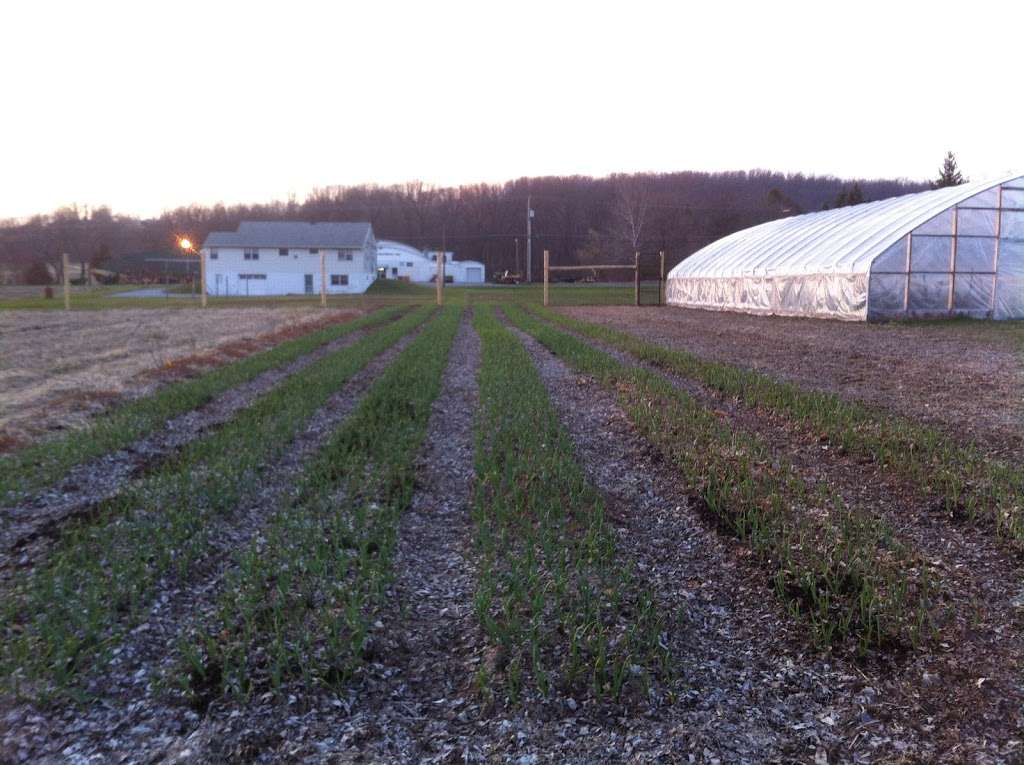 Oley Valley Organics Farm | 8657, 516 Oysterdale Rd, Oley, PA 19547, USA | Phone: (484) 336-9980