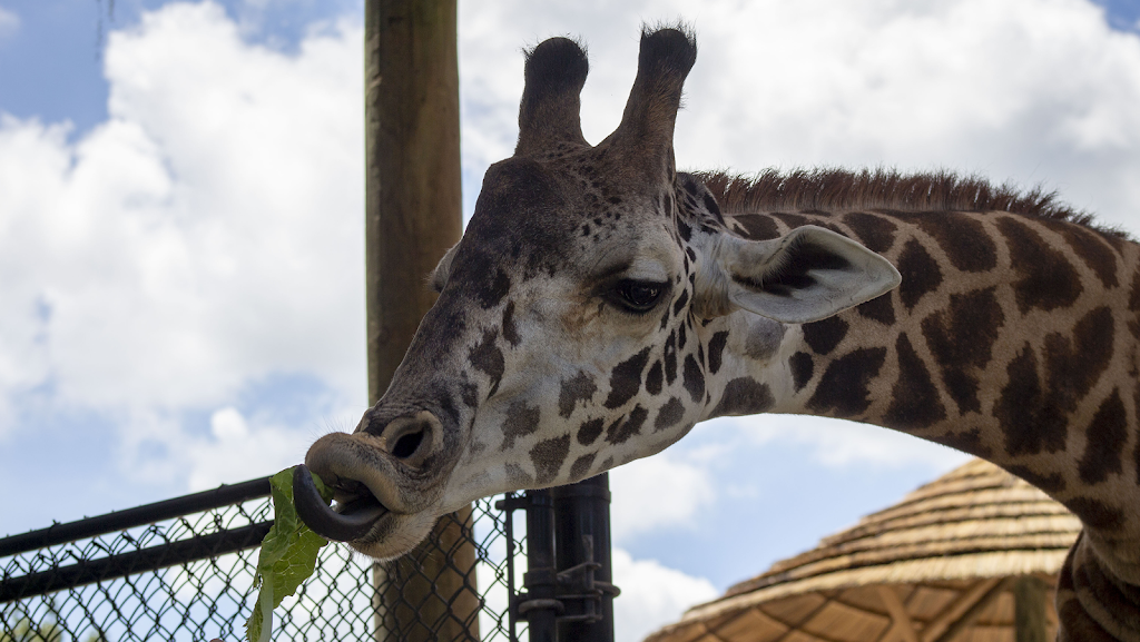 Central Florida Zoo & Botanical Gardens | 3755 W Seminole Blvd, Sanford, FL 32771, USA | Phone: (407) 323-4450