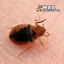 M.A.D. Exterminators Inc. | 78 S Trooper Rd, Norristown, PA 19403, USA | Phone: (610) 539-3180