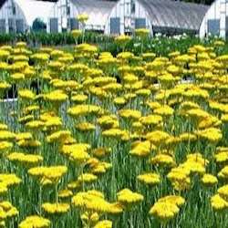 Cavano’s Perennials, Inc. | 6845 Sunshine Ave, Kingsville, MD 21087, USA | Phone: (410) 592-8077