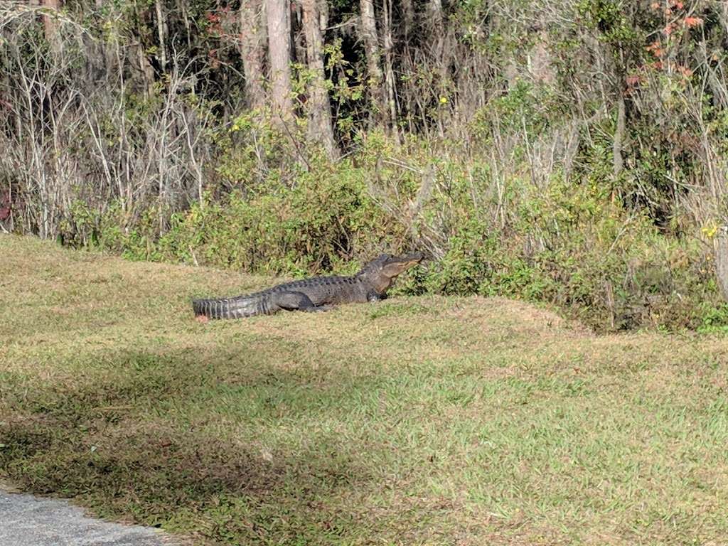 Van Fleet Trail - Bay Lake Trailhead | Van Fleet Trail, Groveland, FL 34736, USA