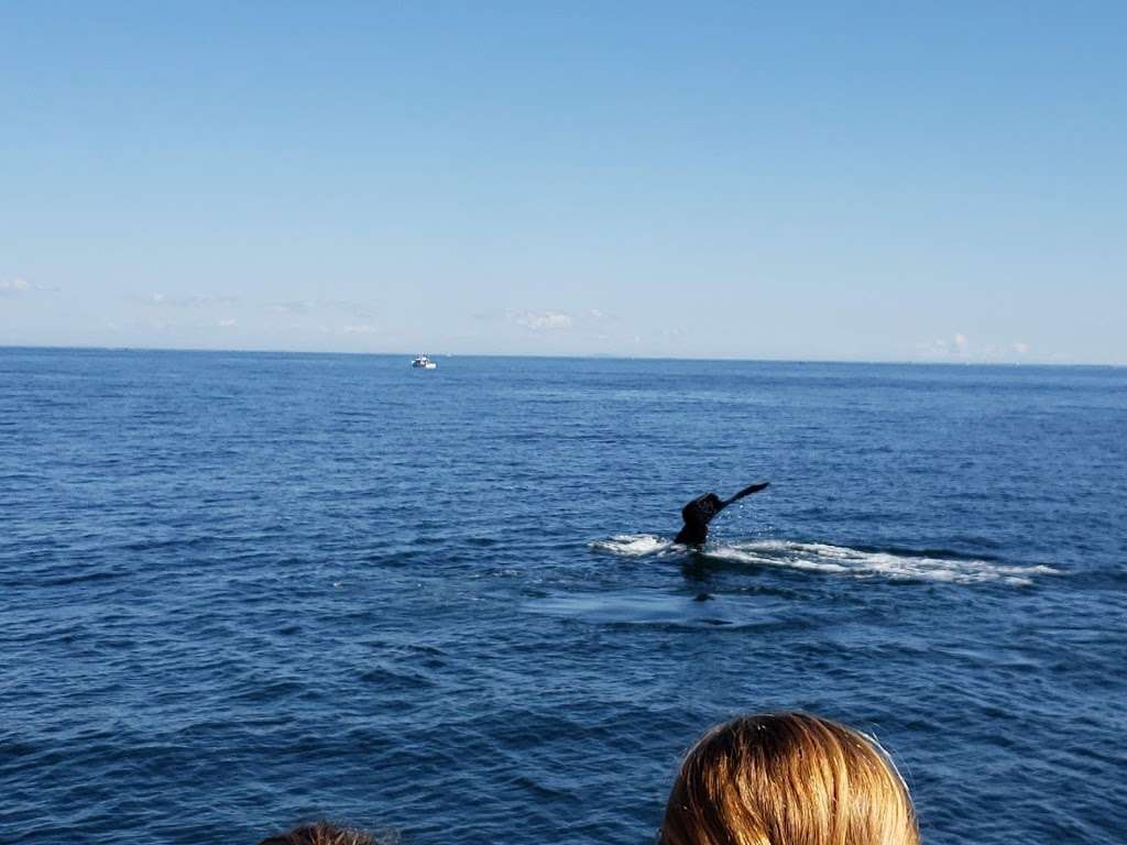 7 Seas Whale Watch | 63 Rogers St, Gloucester, MA 01930, USA | Phone: (978) 283-1776