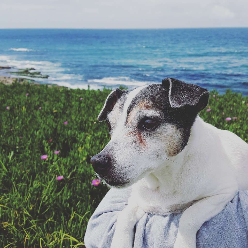 lasting paws pet memorial service