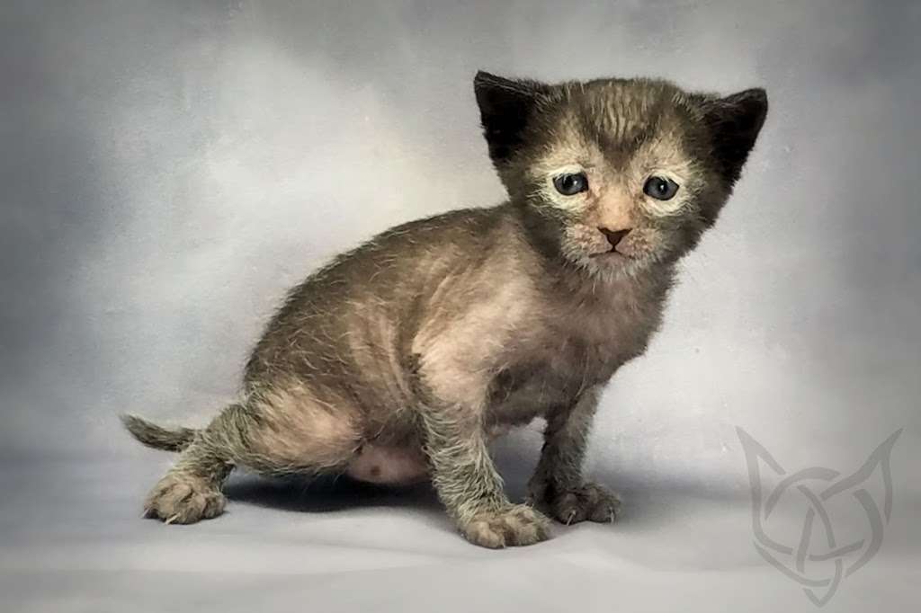 Faolan Lykoi | Cty CI &, County Rd E, Palmyra, WI 53156, USA