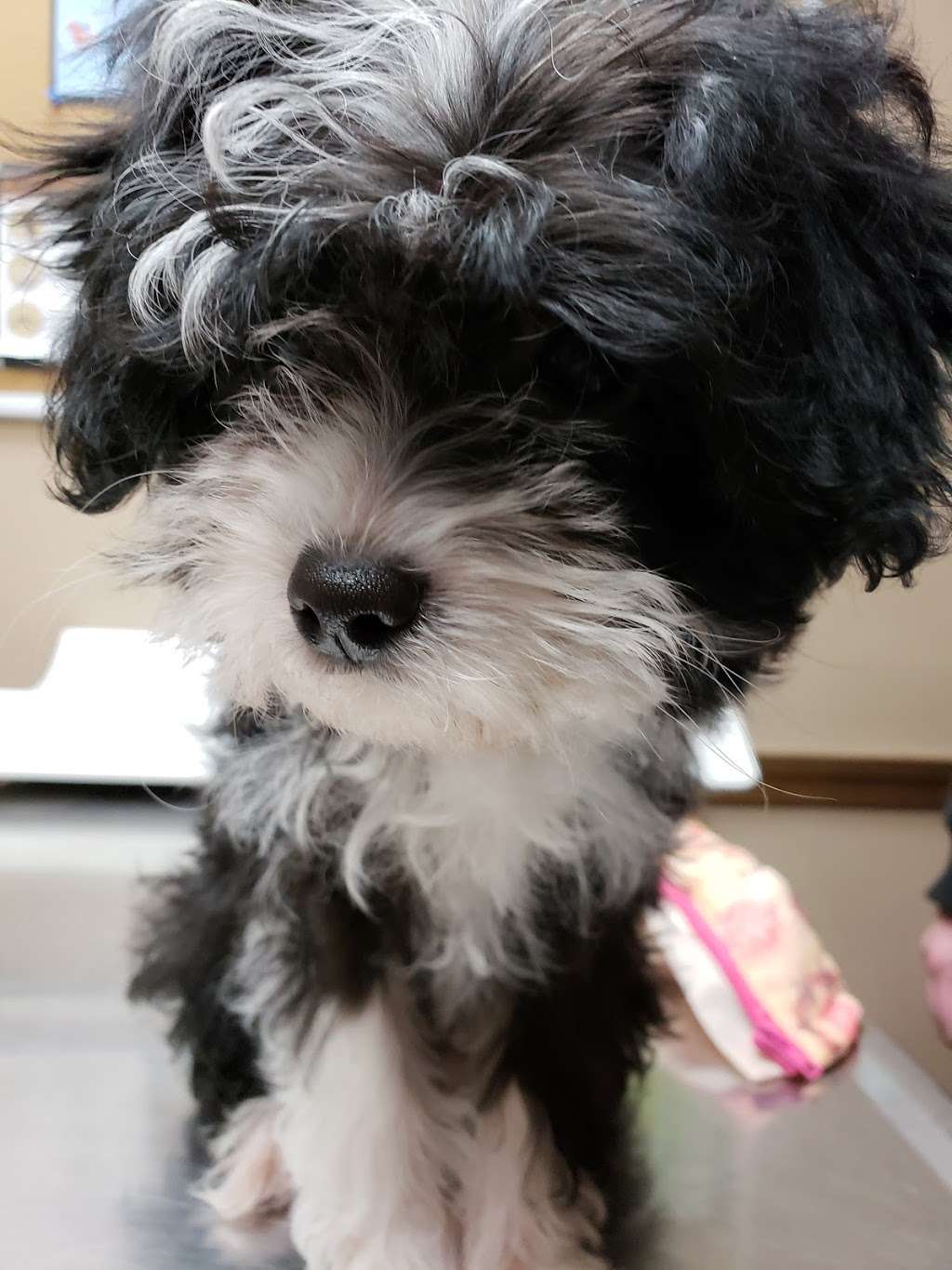 Northern Rhode Island Animal Hospital | 152 School St, Forestdale, RI 02824, USA | Phone: (401) 762-2400