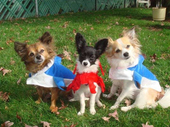 Spike and Paco wear LLC. | East Meadow, NY 11554, USA | Phone: (516) 320-6959