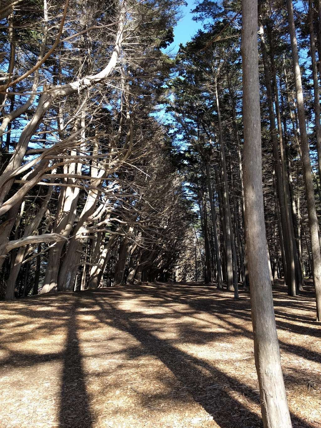 Seal Cove Cypress Tree Tunnel | Bluff Trail, Moss Beach, CA 94038, USA