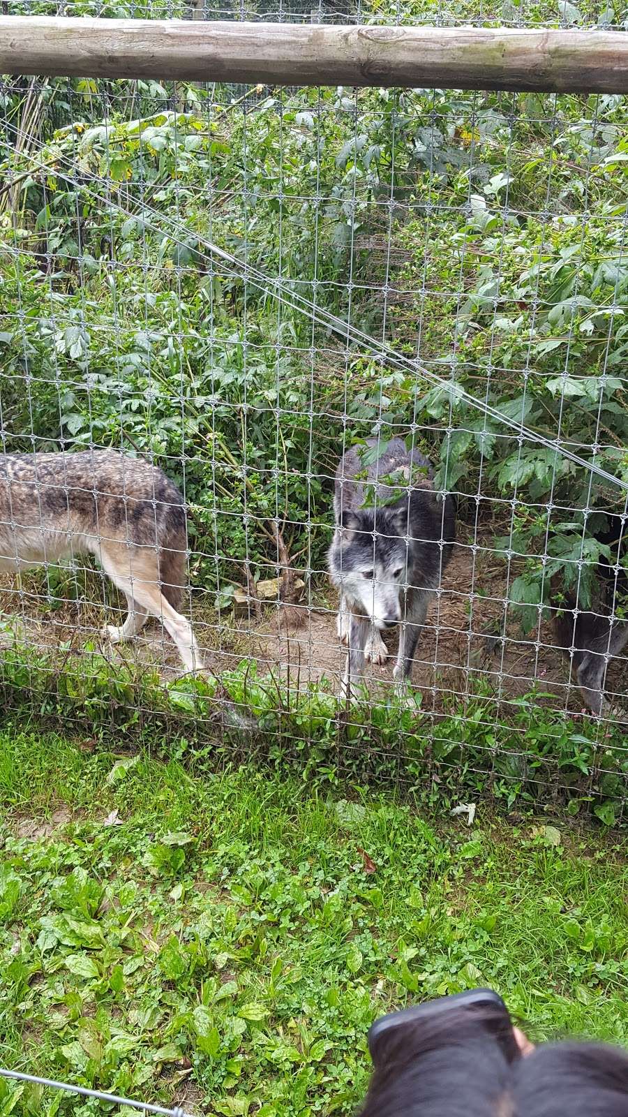 Wolf Sanctuary of PA | 465 Speedwell Forge Rd, Lititz, PA 17543, USA | Phone: (717) 626-4617