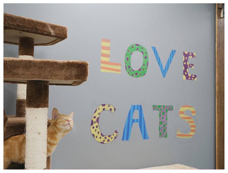 The Catio Cat Lounge | 2416 Music Valley Dr #114, Nashville, TN 37214 | Phone: (615) 982-6185