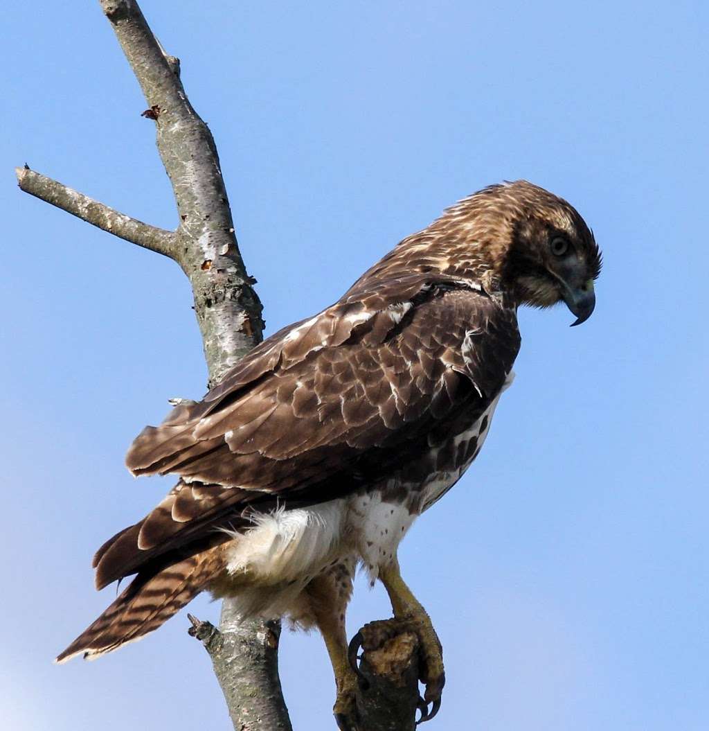 Negri-Nepote Native Grassland Preserve | Somerset, NJ 08873, USA