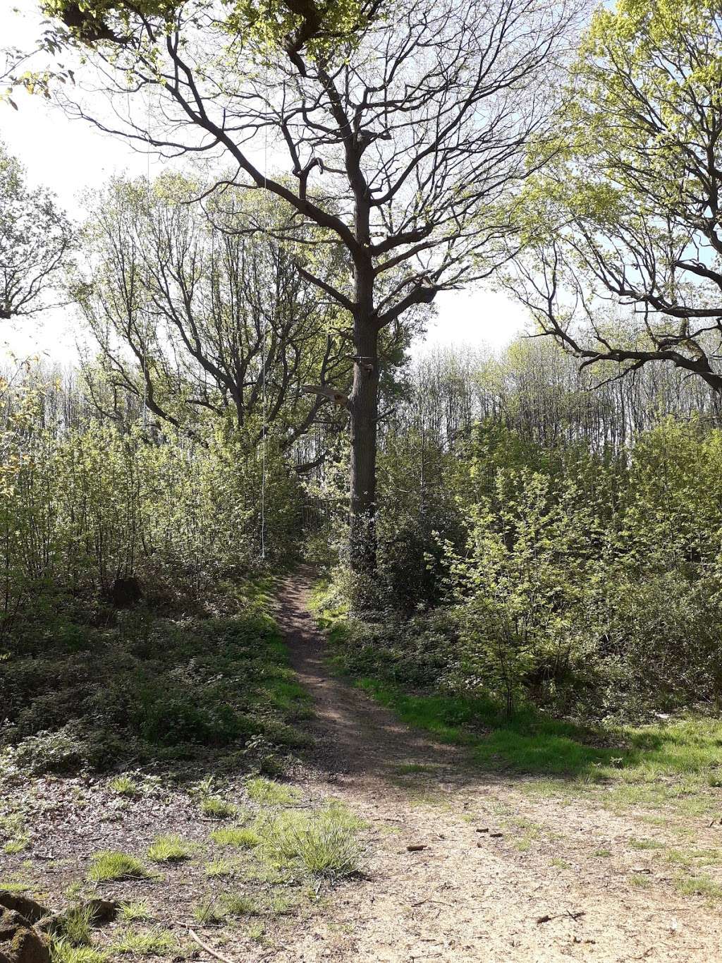 Barming Woods / Oaken Wood | Maidstone ME19 6BB, UK