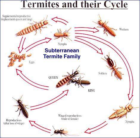 Romex Pest & Termite Control | 650 E, E State Hwy 121 Unit 406, Lewisville, TX 75057, USA | Phone: (469) 925-0400