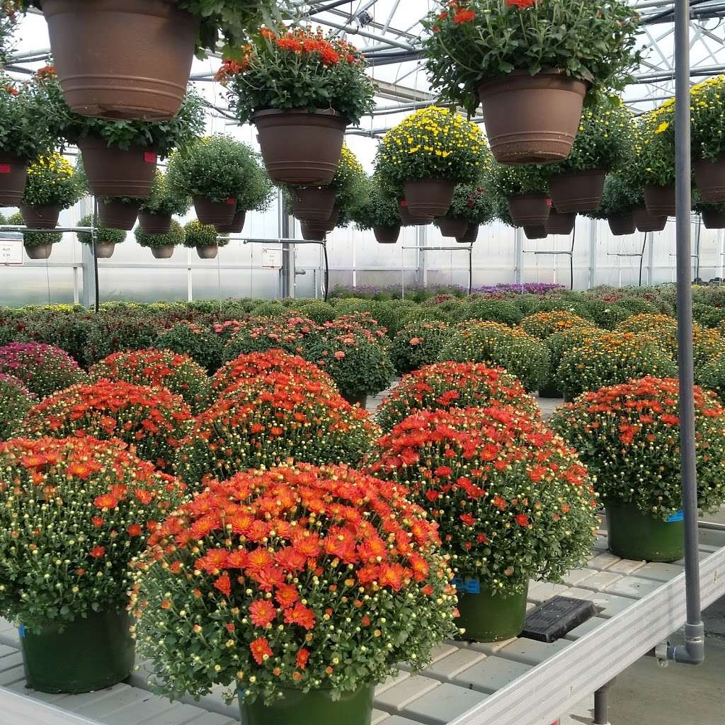 Blooms Greenhouse Growers Outlet | 719 Hupp Rd, La Porte, IN 46350, USA | Phone: (219) 393-3607