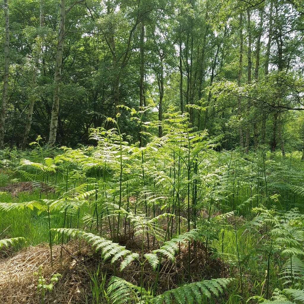 Bencroft Wood Nature Reserve | Broxbourne SG13 8PA, UK