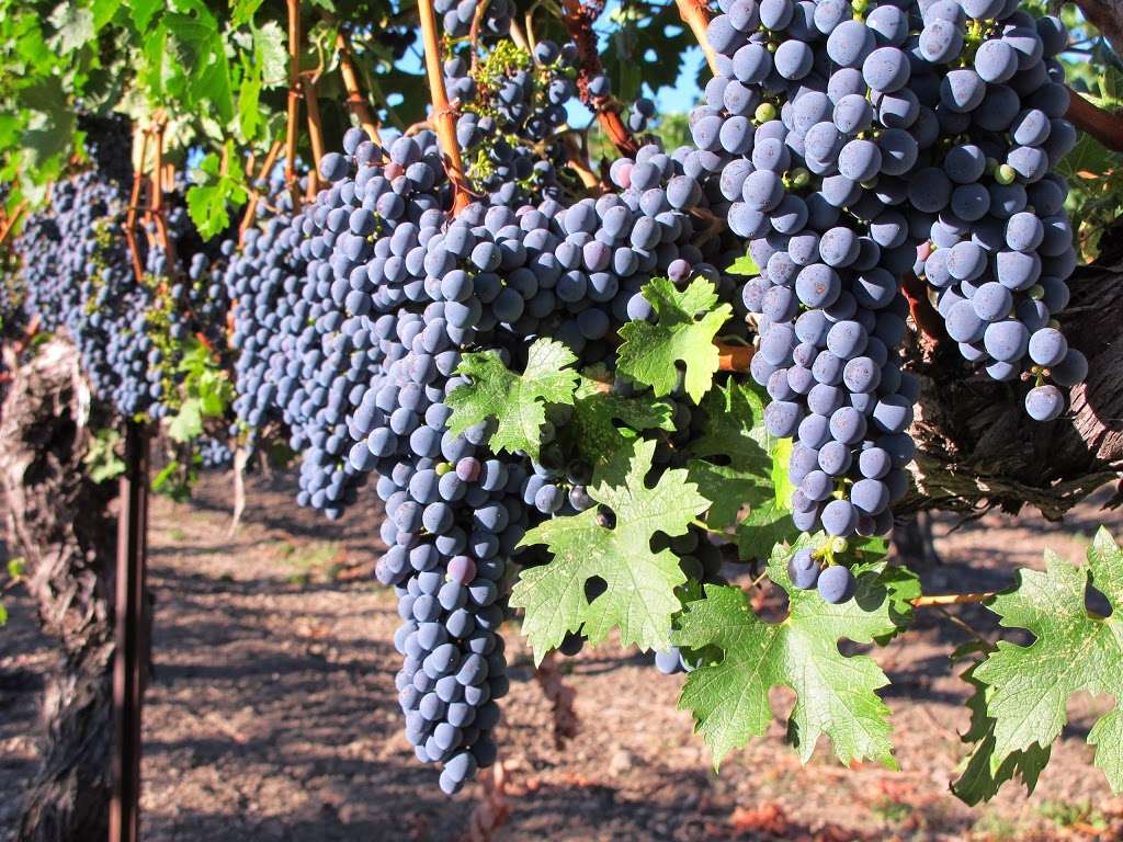 Retzlaff Vineyards | 1356 S Livermore Ave, Livermore, CA 94550 | Phone: (925) 447-8941